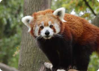 Zoológico de Pistoia